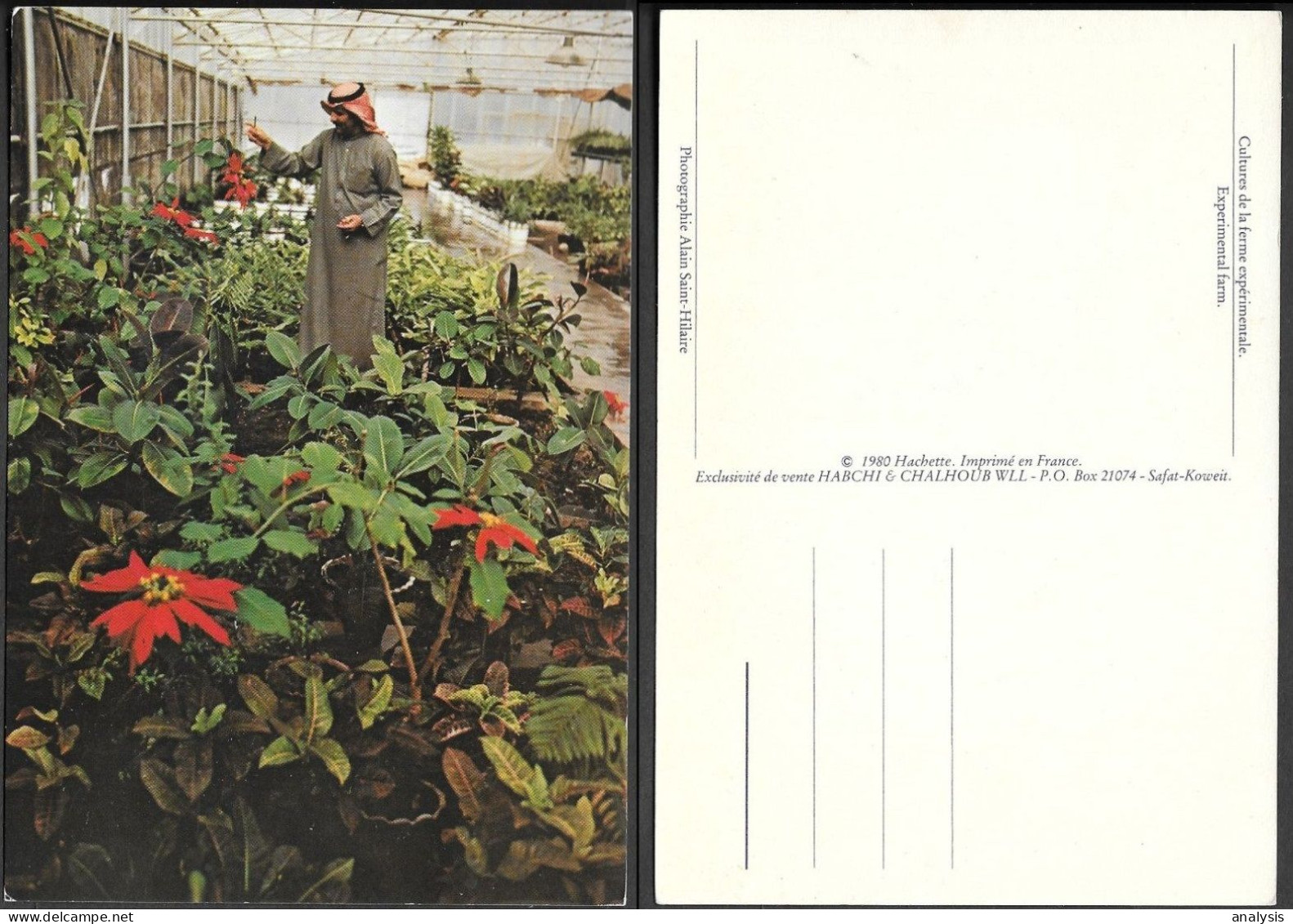 Kuwait Experimental Farm PPC 1980s. Plants Flowers - Koweït