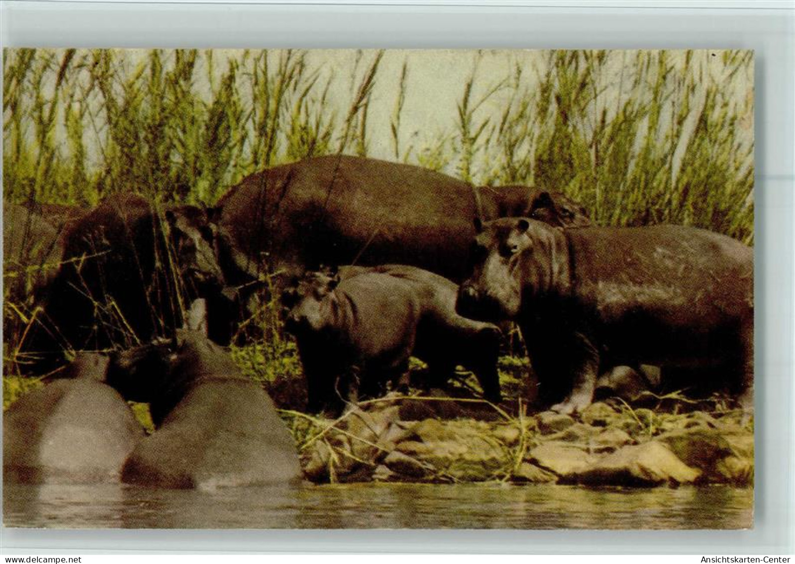 13056511 - Kruger Nationa Park , Gute Erhaltung AK - Zuid-Afrika