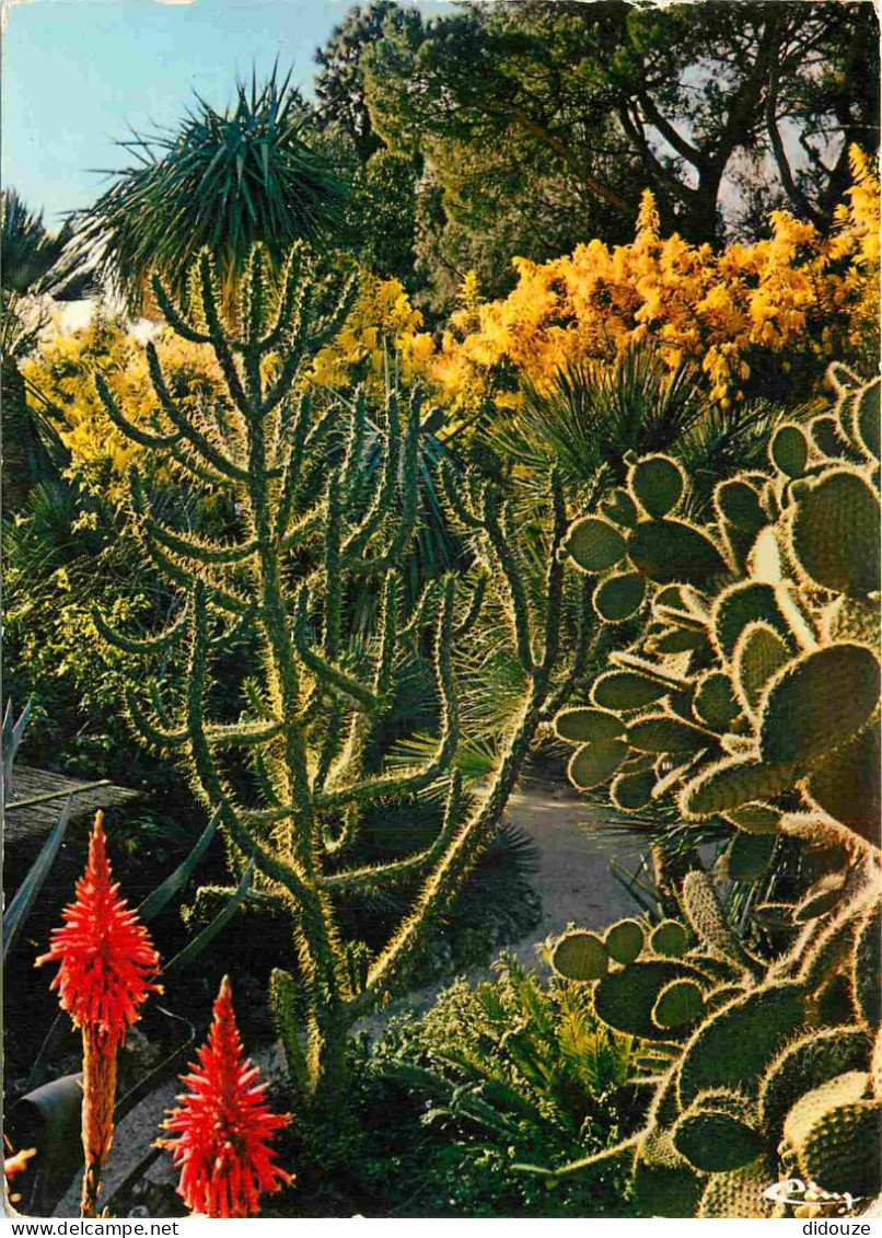 Fleurs - Plantes - Cactus - Hyères - Jardin O'Riquier - CPM - Voir Scans Recto-Verso - Cactusses