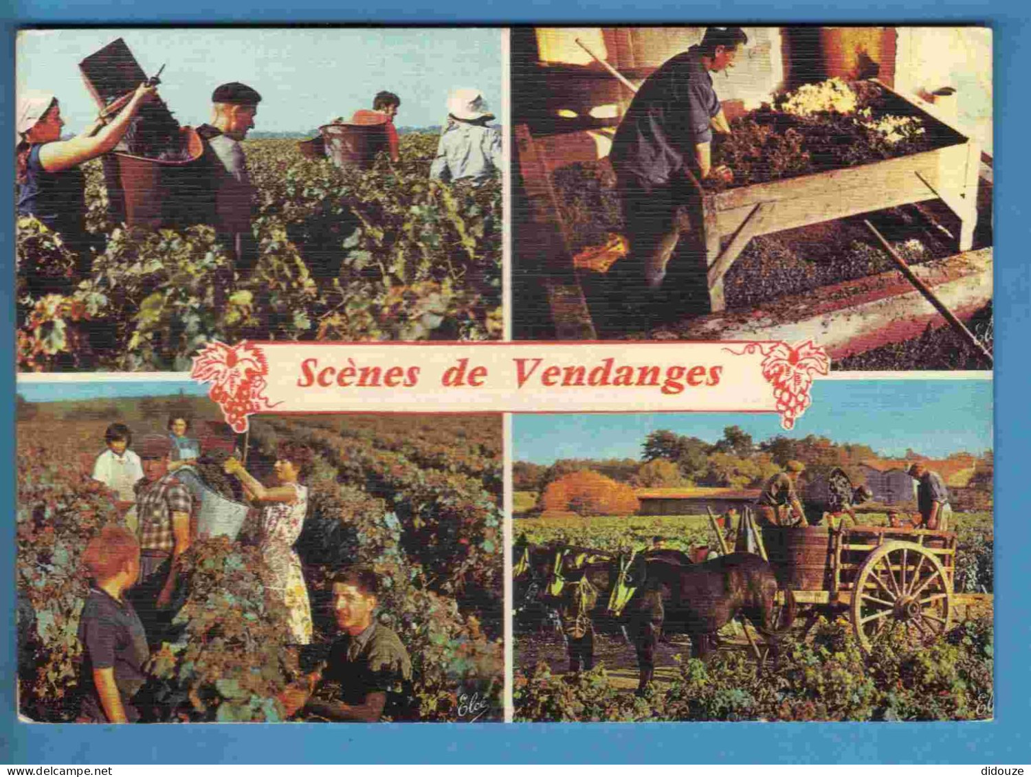 Vignes - Vendanges - Multivues - Ecrite - Vignes