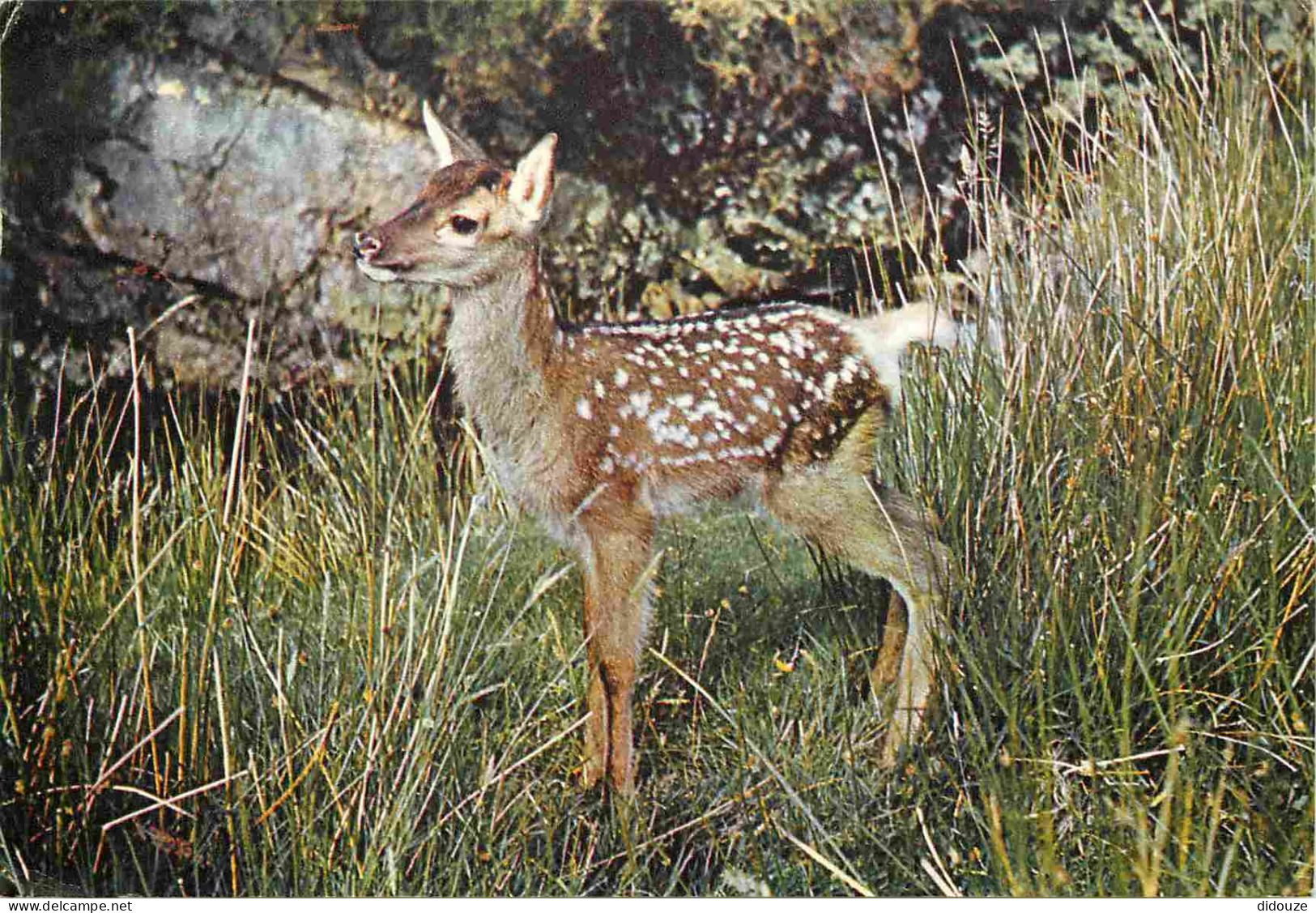 Animaux - Cervidés - Royaume Uni - Angleterre - England - UK - United Kingdom - A Young Red Deer - Daims - CPM - Voir Sc - Sonstige & Ohne Zuordnung