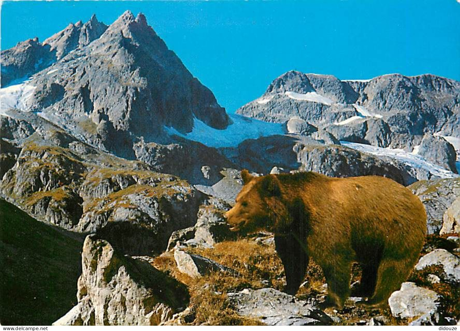 Animaux - Ours - Ours Des Pyrénées - Bear - CPM - Carte Neuve - Voir Scans Recto-Verso - Ours