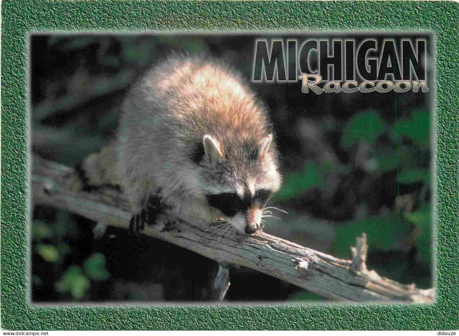 Animaux - Raton Laveur - Raccoon - Michigan - CPM - Voir Scans Recto-Verso - Sonstige & Ohne Zuordnung
