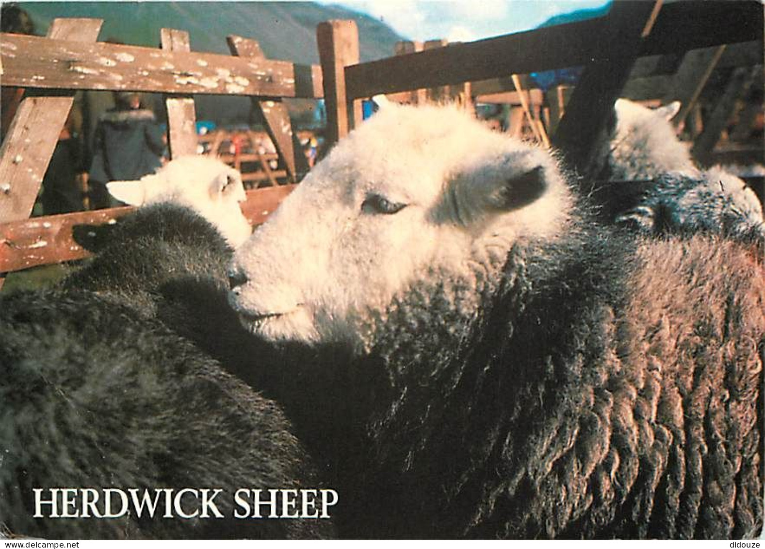 Animaux - Moutons - Royaume-Uni - Herdwick Sheep , Lake District - CPM - Etat Pli Visible- UK - Voir Scans Recto-Verso - Autres & Non Classés