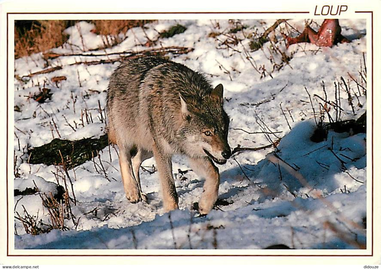 Animaux - Loups - Hiver - Neige - Wolf - Lobo - CPM - Carte Neuve - Voir Scans Recto-Verso - Autres & Non Classés