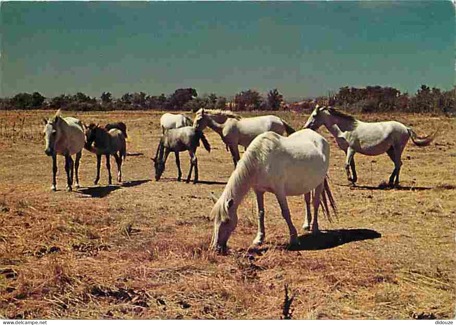 Animaux - Chevaux - Camargue - Chevaux Camarguais - Flamme Postale - Voir Scans Recto Verso  - Horses