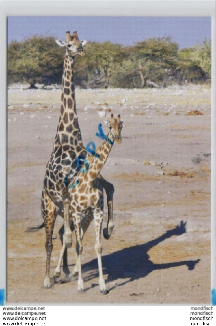 Let's Talk About Sex - The Animal Edition 03 - Mating Southern Savannah Giraffes At Chudop Waterhole - Namibia - Etosha - Giraffen