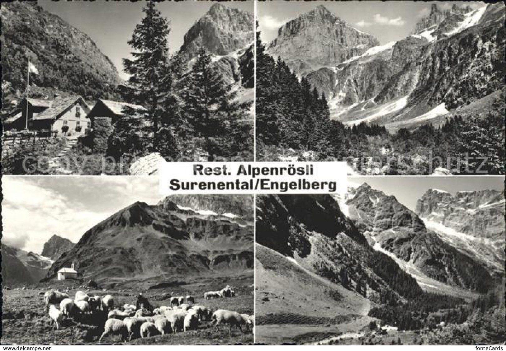 11749566 Engelberg OW Restaurant Alpenroesli Im Surenental Schafherde Engelberg - Sonstige & Ohne Zuordnung