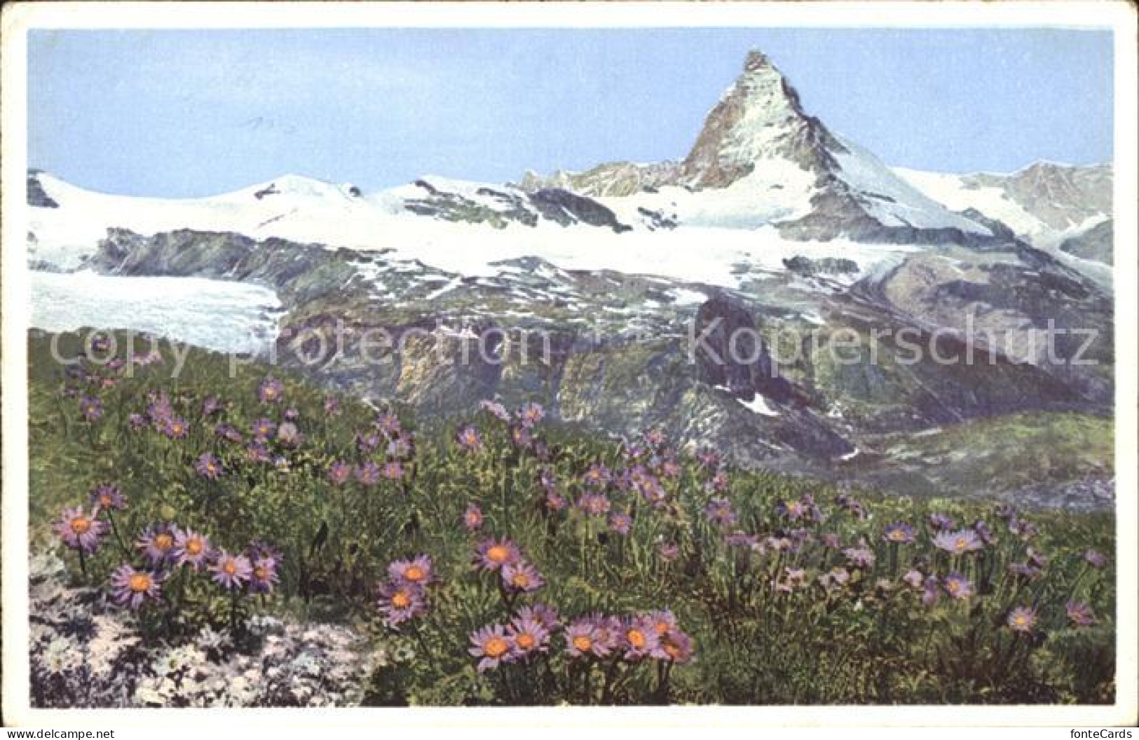 11742957 Zermatt VS Aster Alpinus Alpenaster Am Matterhorn  - Sonstige & Ohne Zuordnung