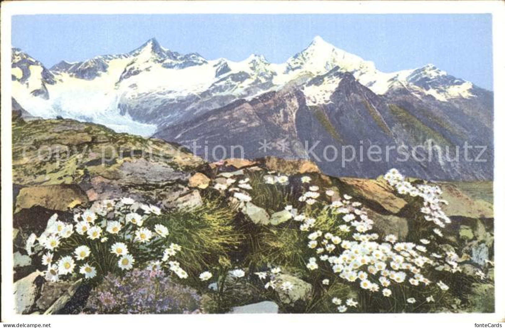 11742956 Zermatt VS Chrysanthenum Alpinum Alpen Wucherblume Am Riffelberg  - Sonstige & Ohne Zuordnung