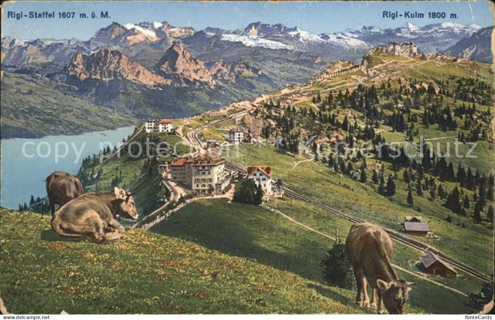 11741696 Rigi-Staffel Und Kulm Panorama Rigi Staffel - Sonstige & Ohne Zuordnung