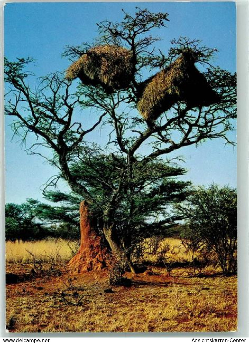10284311 - Gesellschaftsvogelnest - Afrique Du Sud