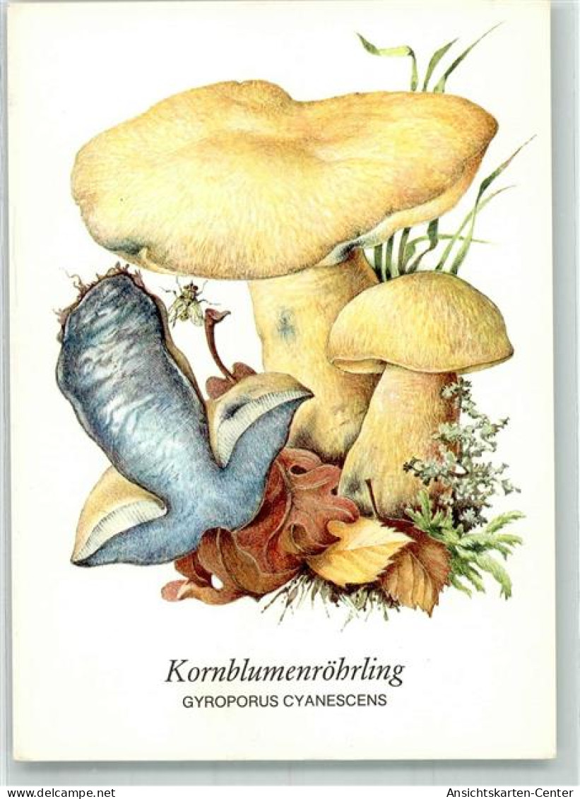 39806511 - Kornblumenroehrling + Insekten Zeichnung Von Gerhard Schmidt  Planet Verlag - Sonstige & Ohne Zuordnung