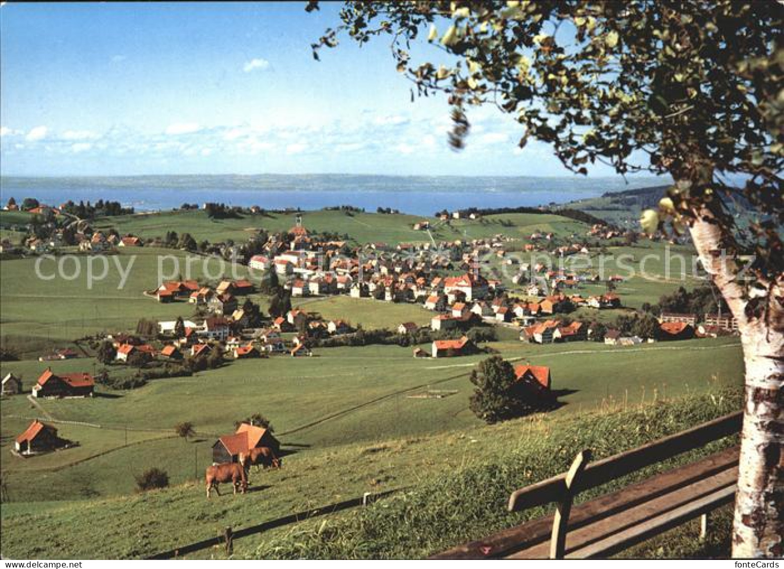 11715756 Speicher AR Am Bodensee Panorama Speicher - Andere & Zonder Classificatie