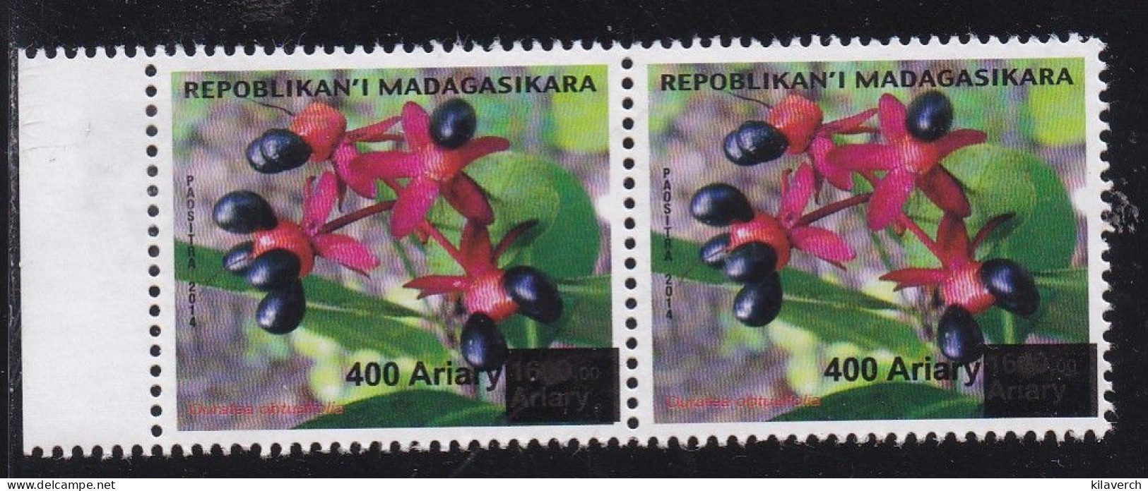 Madagascar 2014 - Fleur : Ouratea Obtusfolia - Madagaskar (1960-...)