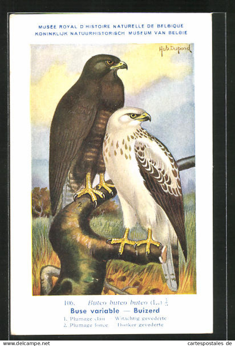 Künstler-AK Hubert Dupond: Buse Variable, Buizerd, Vogel  - Oiseaux