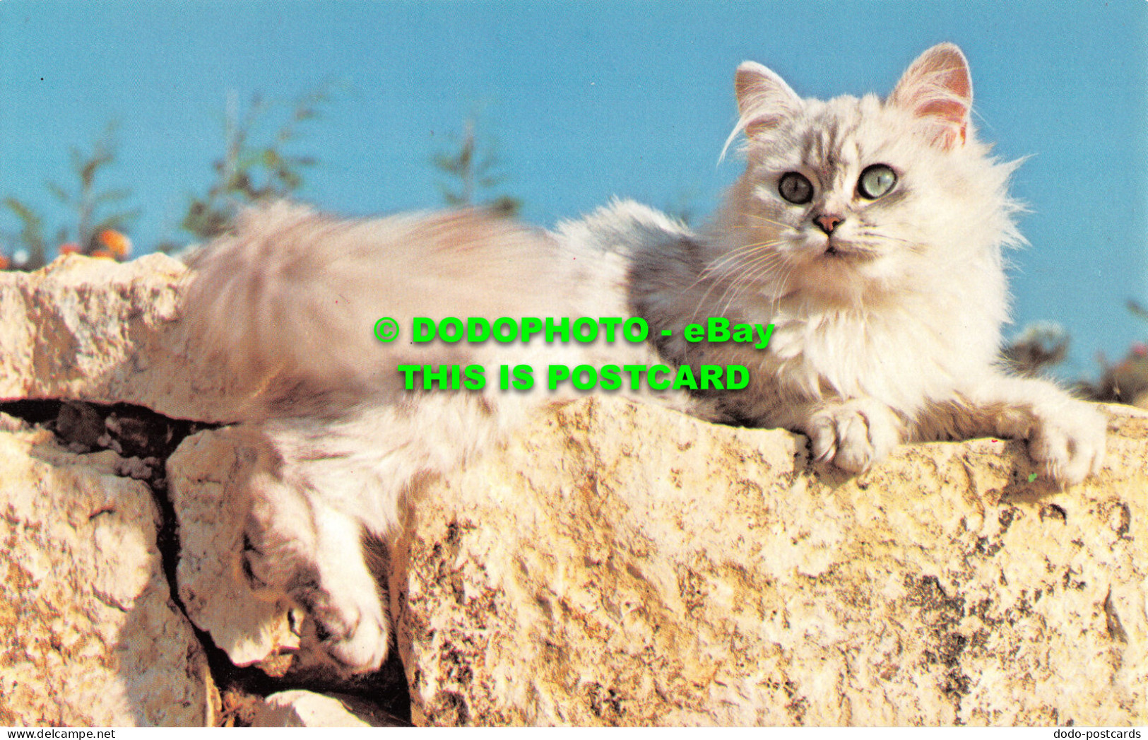 R499964 Cat. Precision. Transparency Loaned By ARDEA London. J. P. Ferrero. Colo - Altri & Non Classificati
