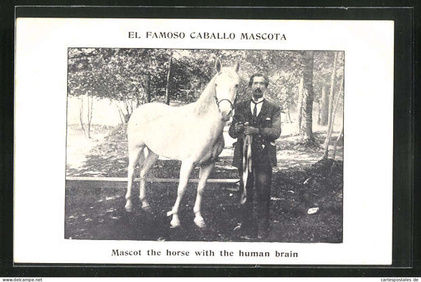 AK Kuriosa, Pferd, El Famoso Caballo Mascota, The Horse With The Human Brain  - Pferde