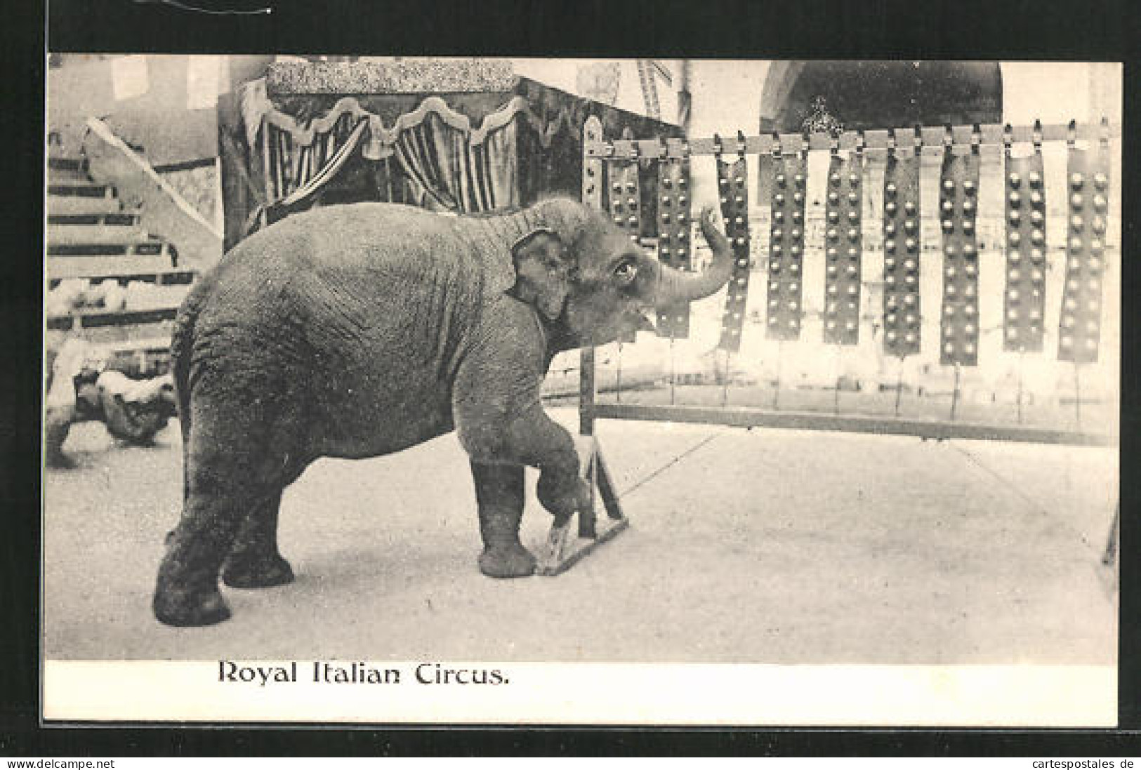 AK Zirkus, Der Elefant Zeigt Sein Kunststück  - Circus