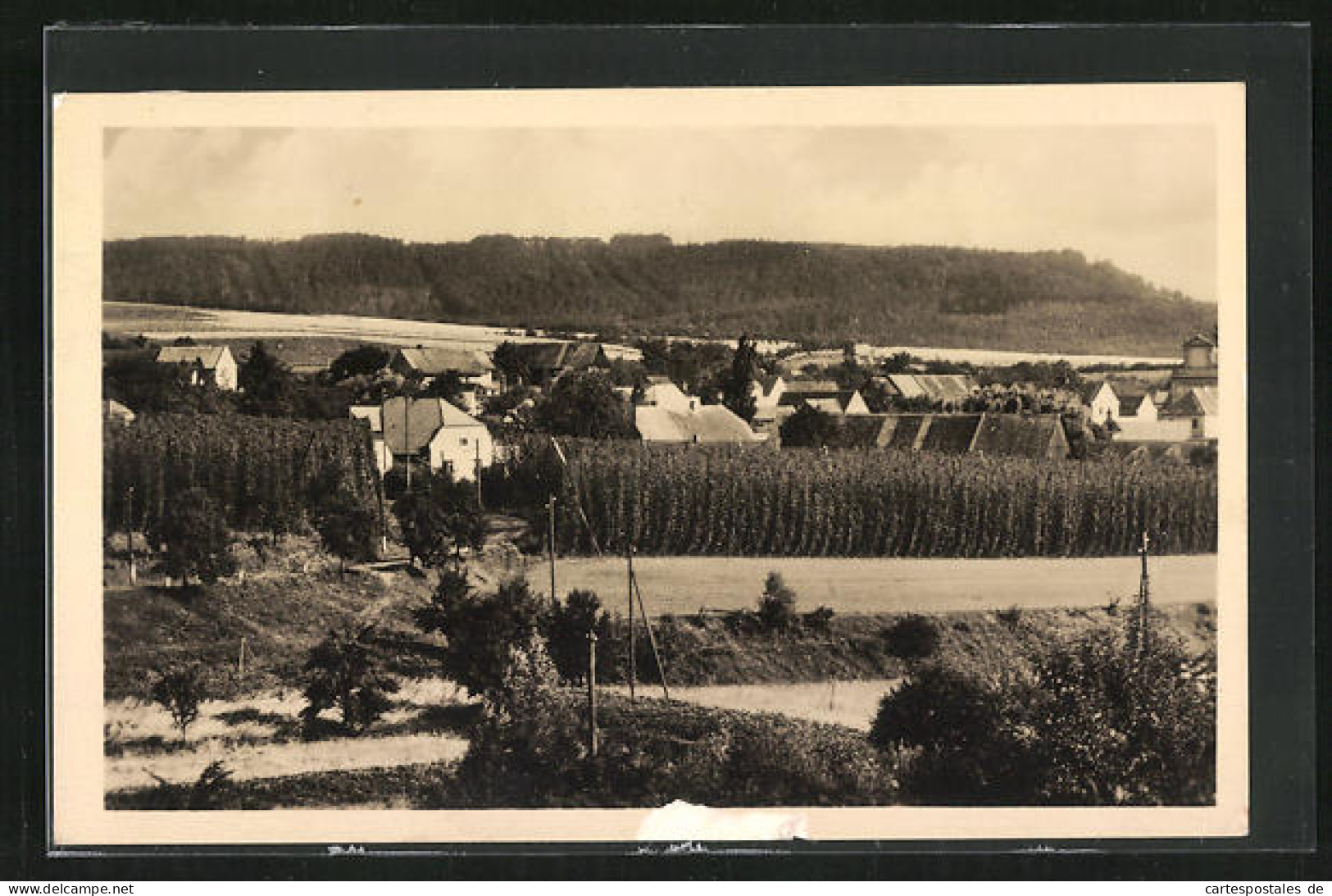 AK Pnetluky, Panorama Mit Hopfenplantage  - Czech Republic