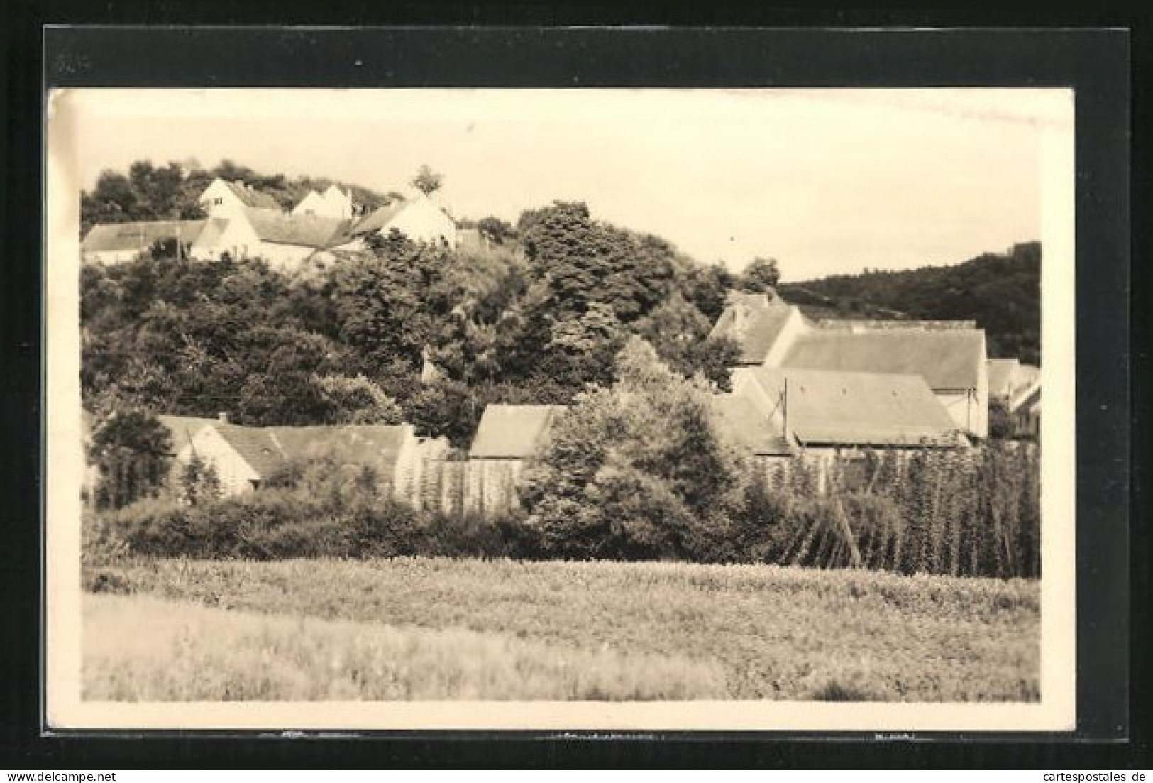 AK Vinarice, Ortsansicht Mit Hopfenplantage  - Tchéquie