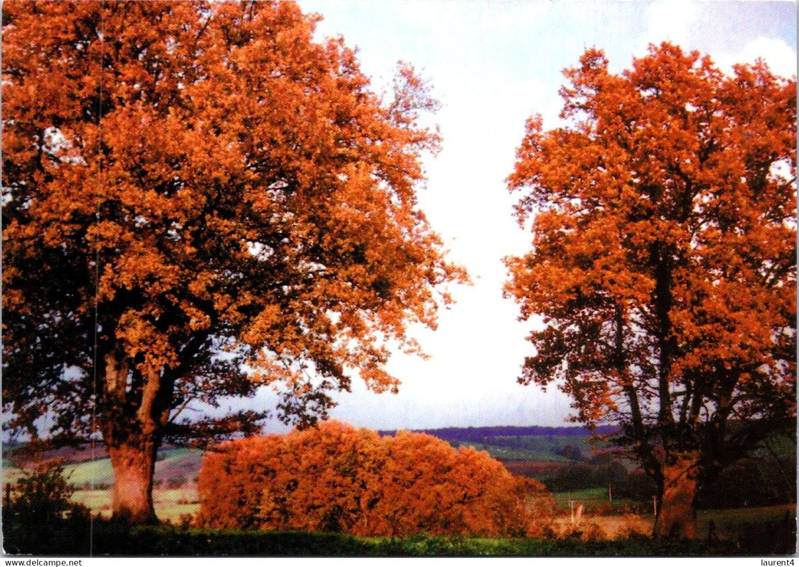 17-5-2024 (5 Z 22) France - La Puisaye En Autumne (tree) - Bomen