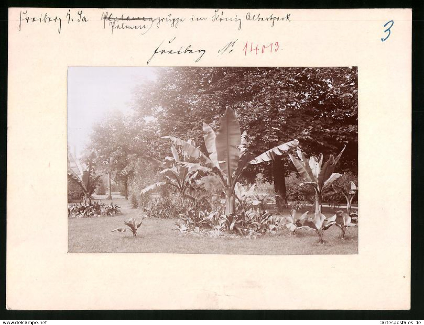 Fotografie Brück & Sohn Meissen, Ansicht Freiberg I. Sa., Blick Auf Die Palmengruppe Im König Albert Park  - Orte
