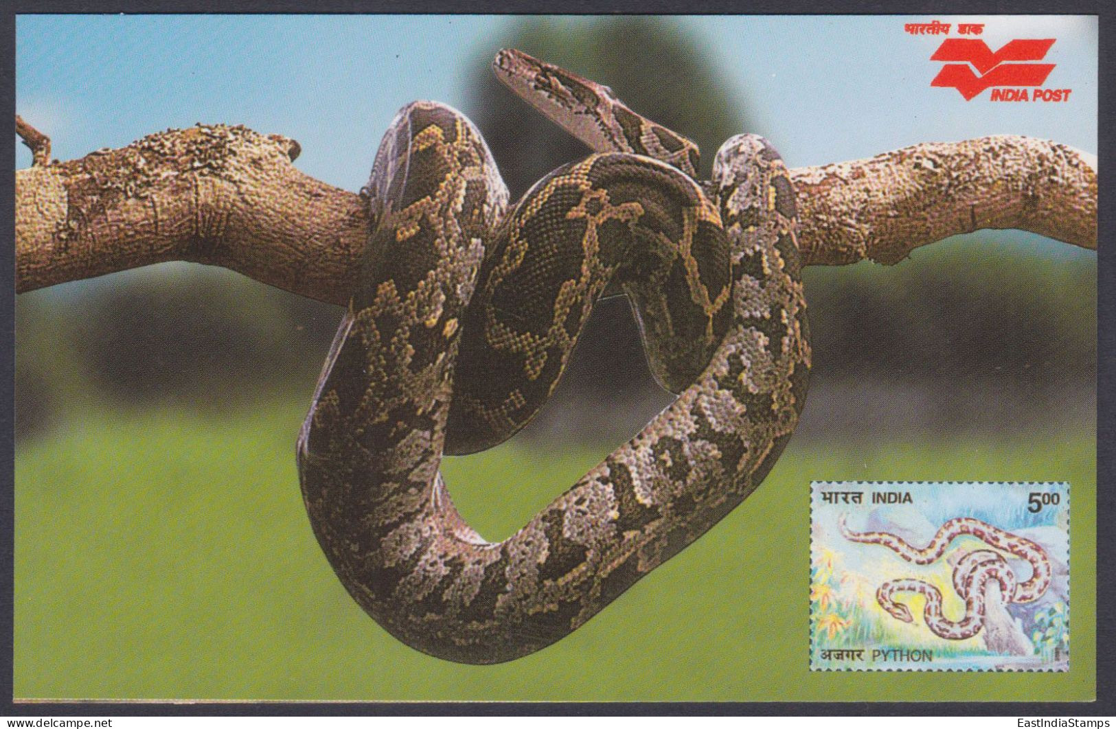 Inde India 2006 Mint Postcard Wildlife Of Rajasthan, Python, Snake, Snakes, Reptile, Wild Life - Indien