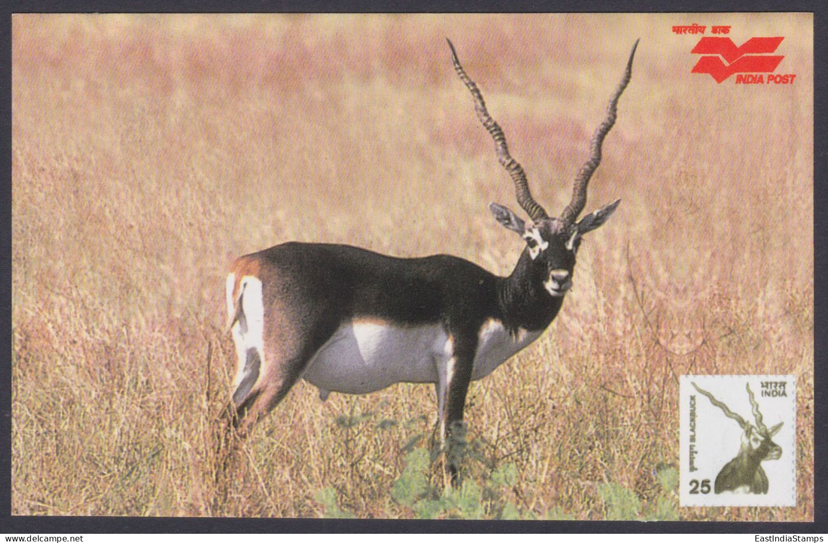 Inde India 2006 Mint Postcard Wildlife Of Rajasthan, Black Buck, Wild Animal, Animals, Wild Life - India