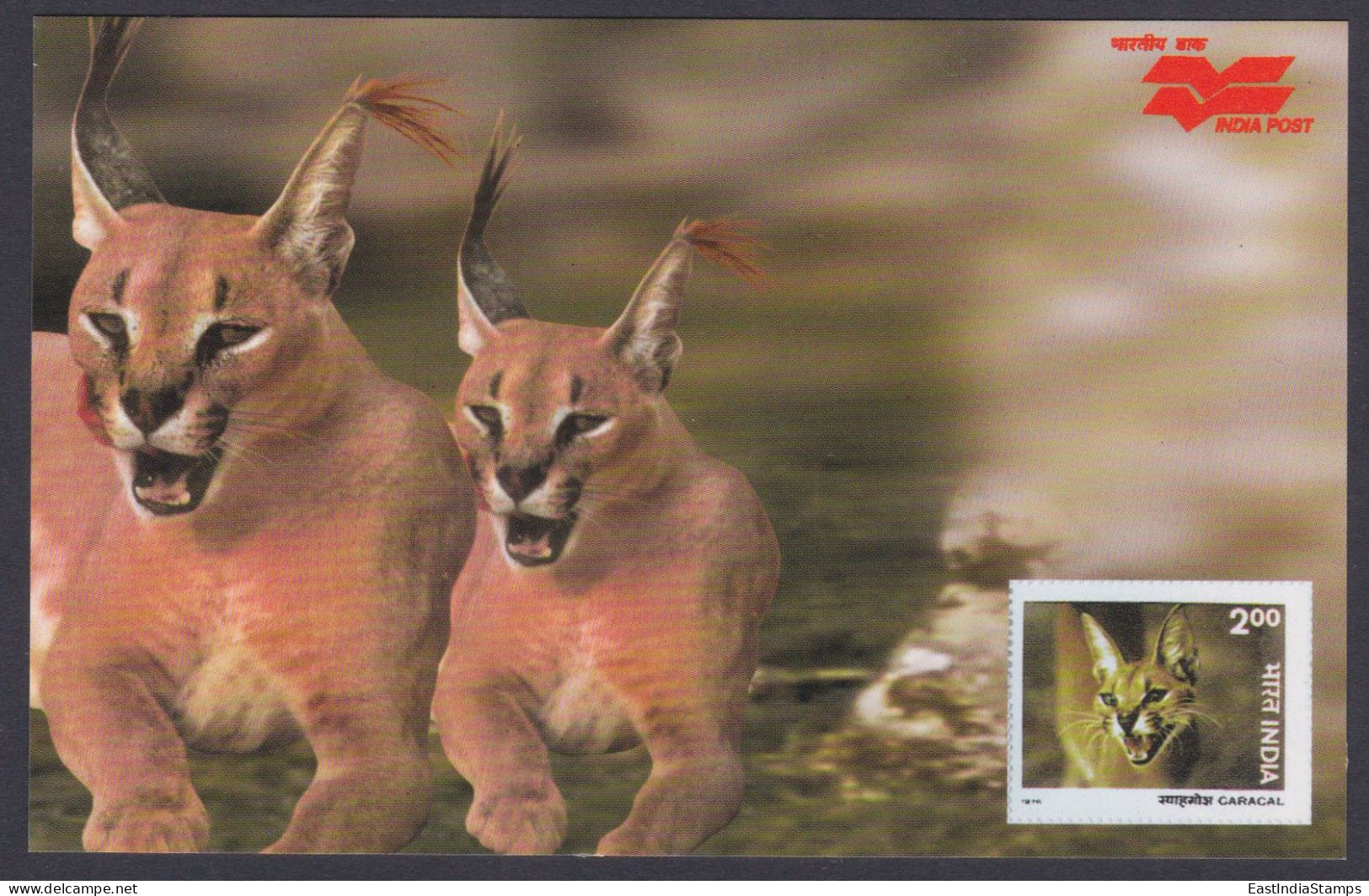 Inde India 2006 Mint Postcard Wildlife Of Rajasthan, Caracal, Wild Animal, Animals, Wild Life - Inde