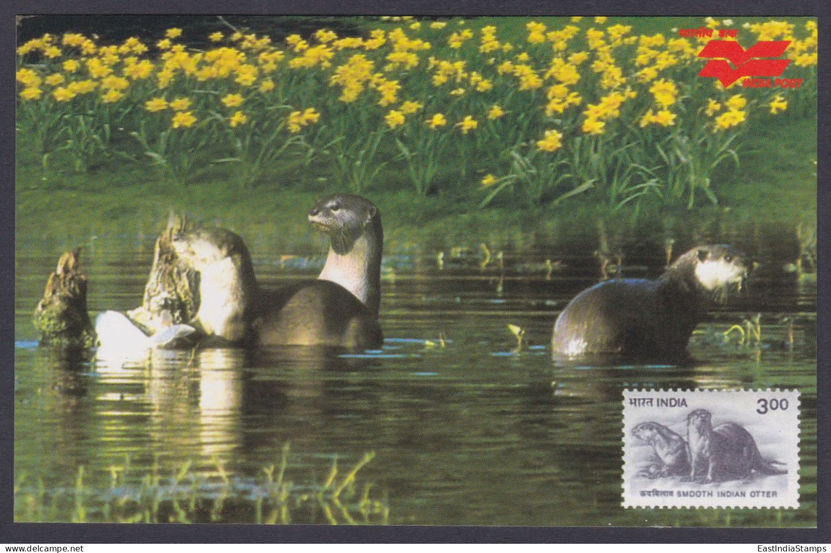 Inde India 2006 Mint Postcard Wildlife Of Rajasthan, Smooth Indian Otter, Wild Animal, Animals, Wild Life - Indien