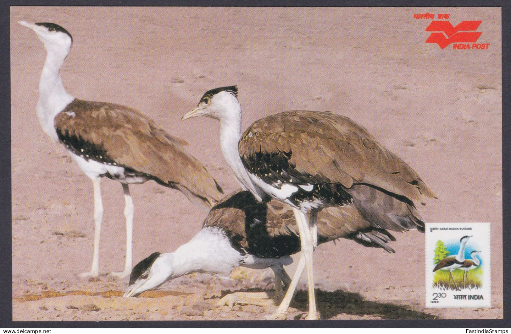 Inde India 2006 Mint Postcard Wildlife Of Rajasthan, Great Indian Bustard, Wild Animal, Animals, Wild Life - India