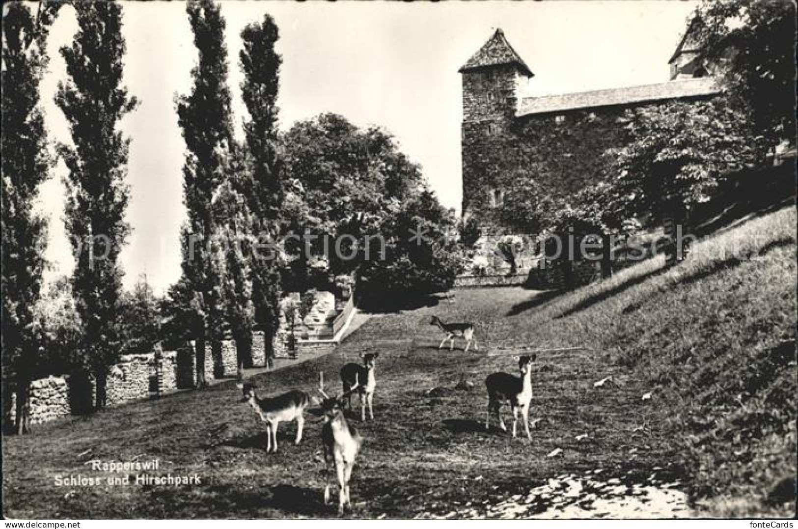 11737779 Rapperswil SG Schloss Mit Hirschpark Rapperswil SG - Sonstige & Ohne Zuordnung