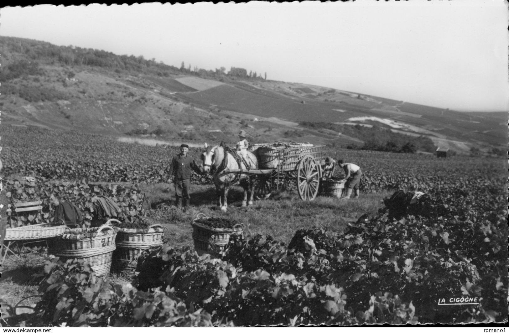 51)   AY En CHAMPAGNE  - Scène De Vendanges - Ay En Champagne