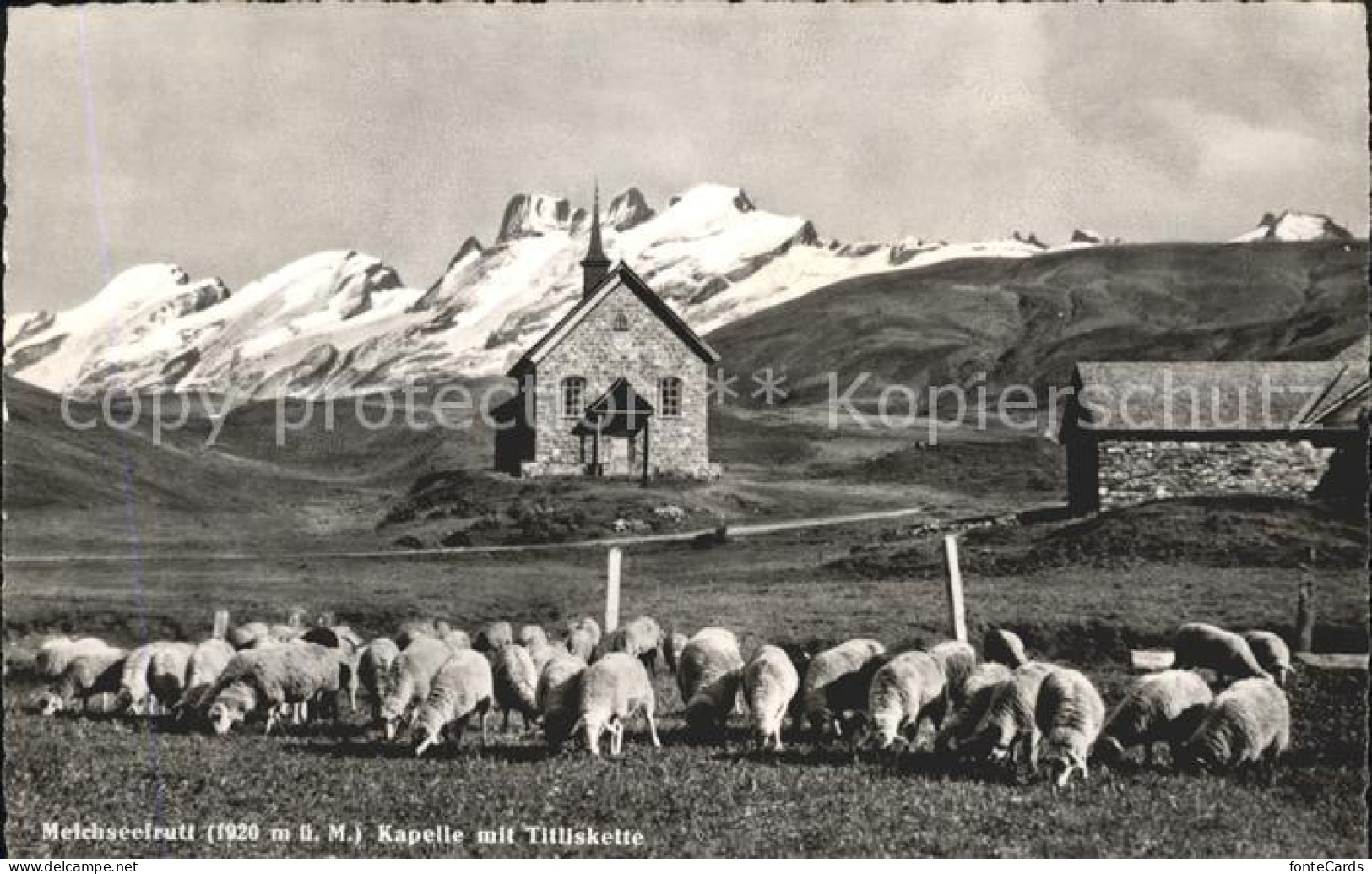 11728829 Melchsee-Frutt Kapelle Mit Titliskette Schafherde Melchsee-Frutt - Sonstige & Ohne Zuordnung