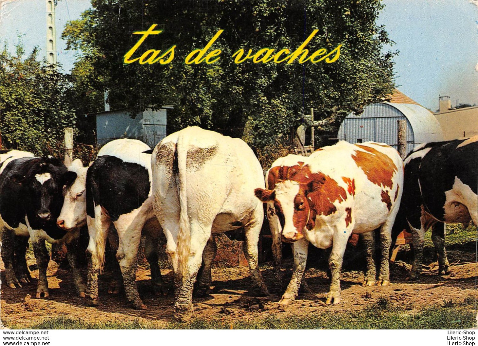 CPSM - 1970 - Tas De Vaches - Éditions Mage - Vaches