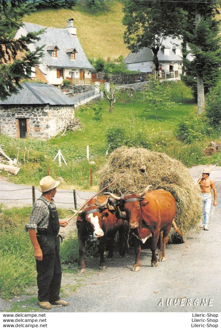 AUVERGNE►CPM►2006►TRADITIONS DE LA CAMPAGNE AUVERGNATE►LA RENTRÉE DES FOINS►HOMME TORSE NU►ATTELAGE DE BOEUFS - Auvergne