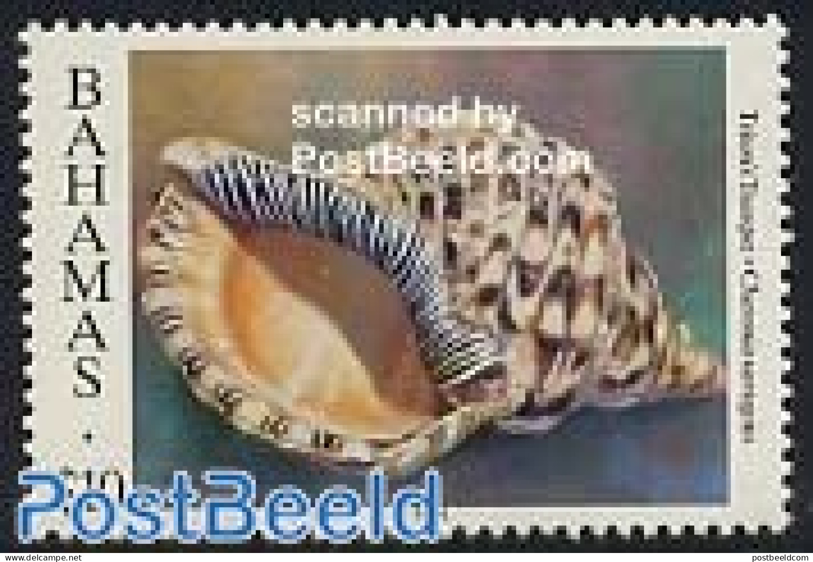 Bahamas 1996 Shell 1v (with Year 1996), Mint NH, Nature - Shells & Crustaceans - Marine Life