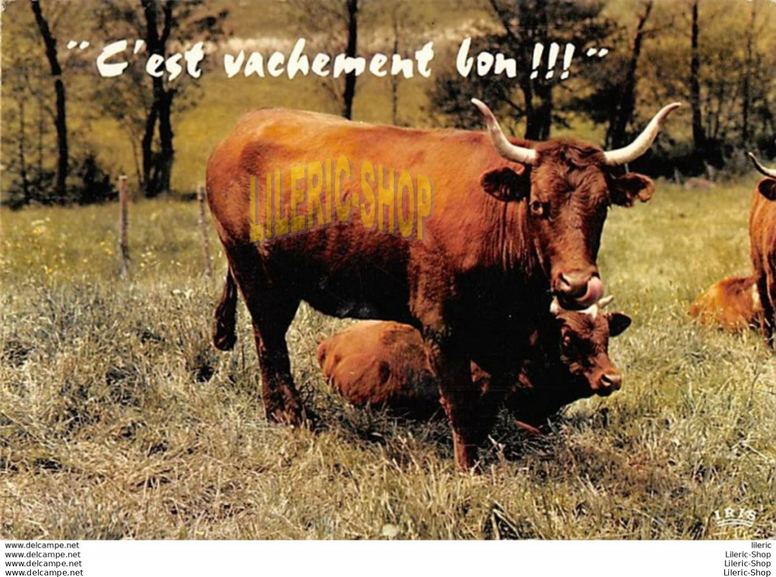 CPSM 1971 ∭C'EST VACHEMENT BON∭# VACHES # HUMOUR # CACHET POSTAL PAULHAGUET ▬ ÉDIT. THÉOJAC - Vacas