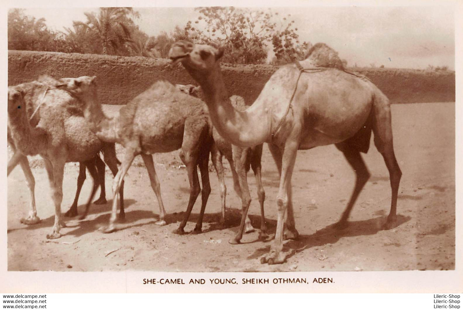 CPA Aden ± 1930 - She Camel And Young. Sheik Othman - Photographed By A. ABASSI - Yemen