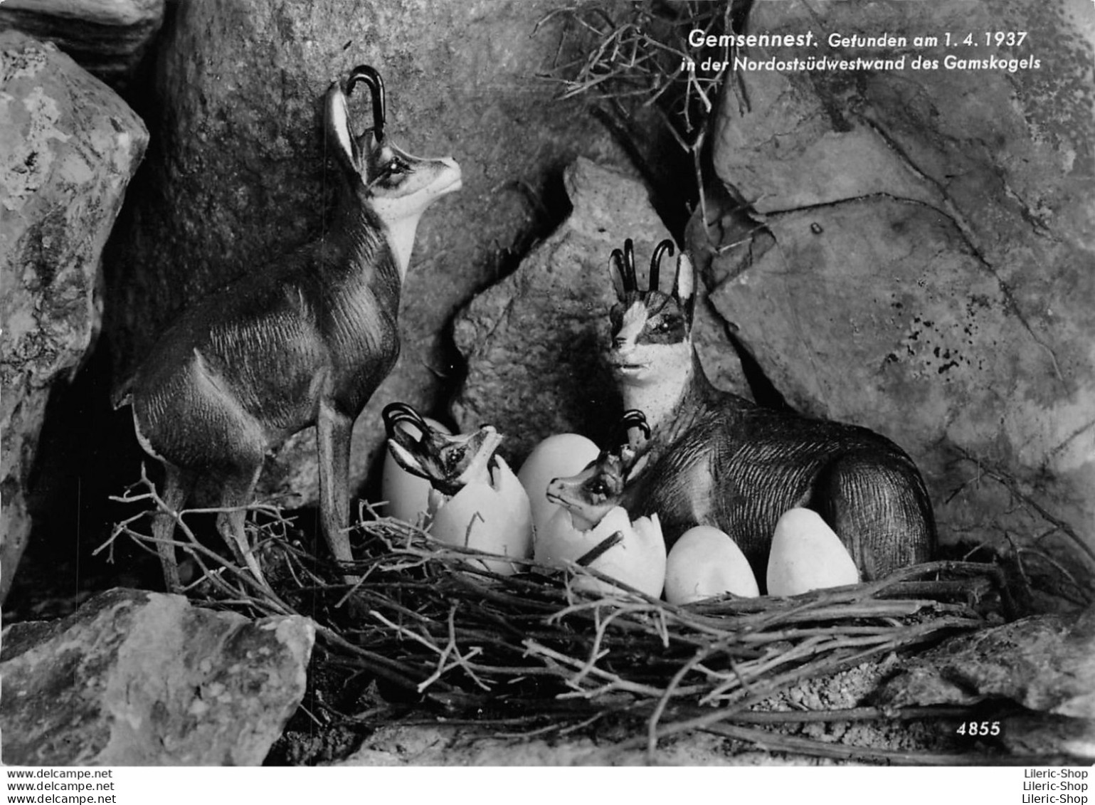 Gemsennest. Gefunden Am 1. 4. 1937  In Der Nordostsudwestwand Des Gamskogels  4855 RISCH LAU - BREGENZ - - Sonstige & Ohne Zuordnung