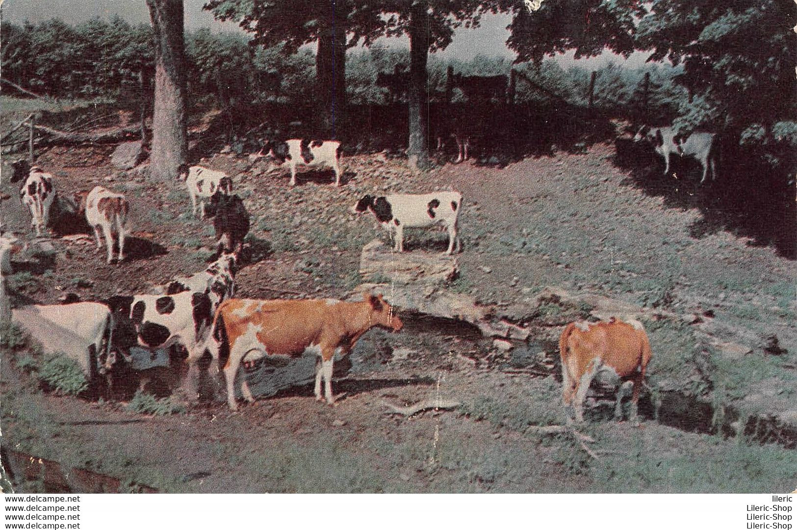 US POSTCARD COWS . A PASTORAL SCENE  - Cows