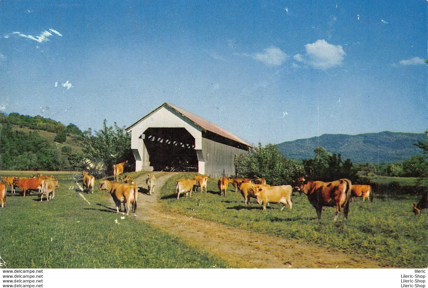 US POSTCARD In True Vermont Fashion Even Cows Have The Casual Use Of Covered Bridges.Color Photo By George French - Vaches