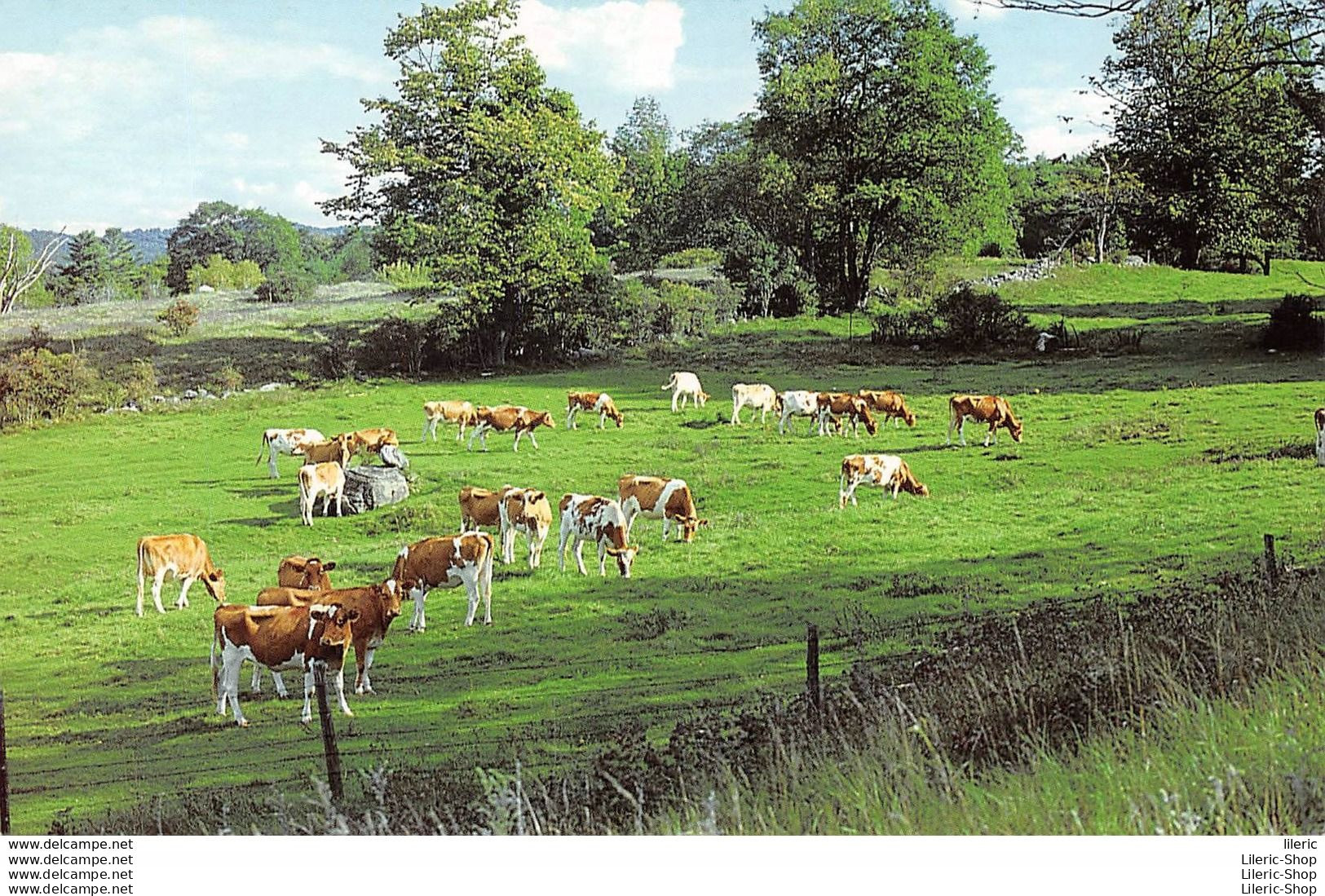 NEW ENGLAND COUNTRYSIDE # COWS # VACHES -  Photo By Shirley A. Forward  - Cows