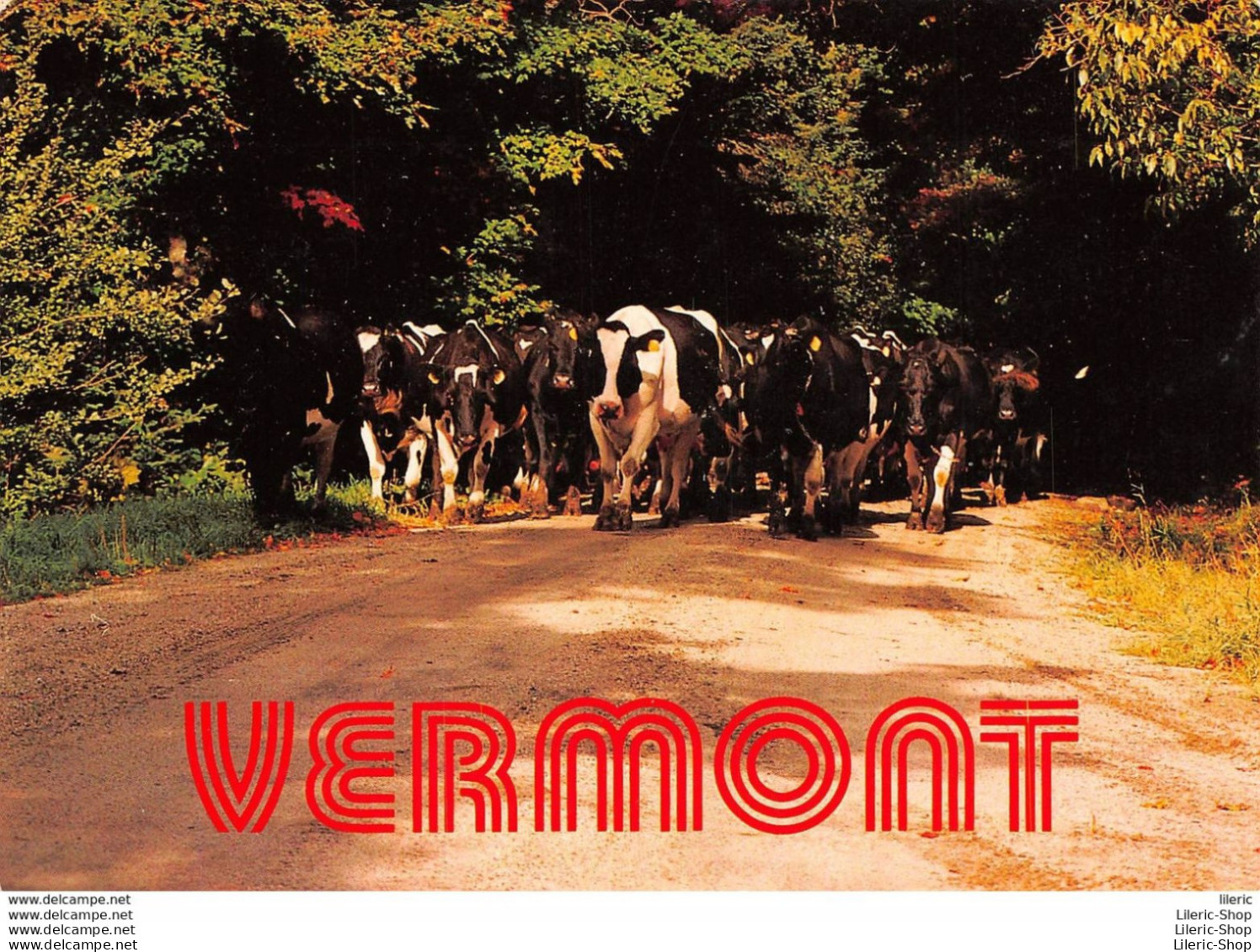 COWS HAVE THE RIGHT OF WAY IN VERMONT. THEY OUTNUMBER PEOPLE IN SOME PARTS OF THE STATE !  - Koeien