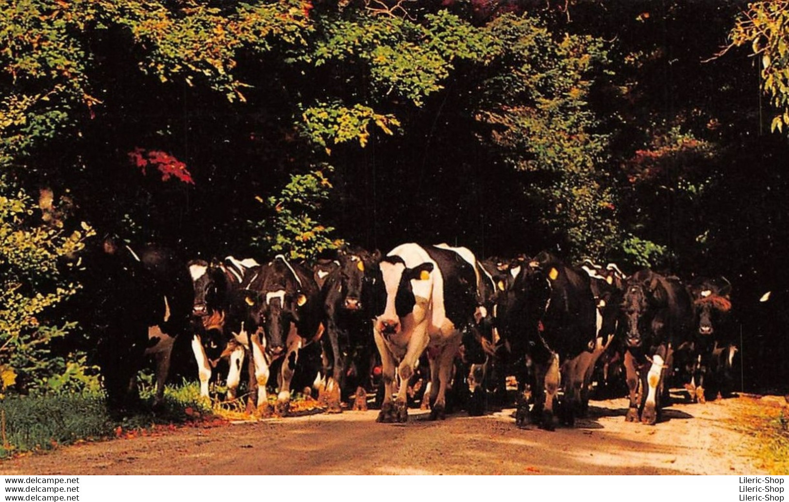 COWS HAVE THE RIGHT OF WAY IN VERMONT. THEY OUTNUMBER PEOPLE IN SOME PARTS OF THE STATE !  - Koeien