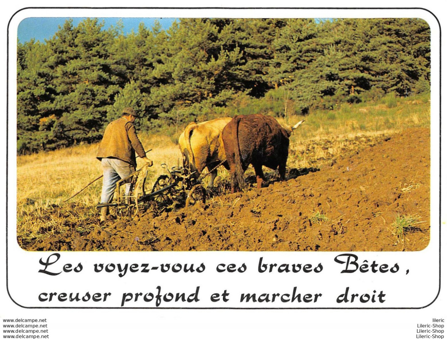 LABOUREUR #  2  BOEUFS TRACTANT UNE CHARRUE - Parole Extraite De La Chanson De Pierre Dupont : Les Boeufs - Farmers