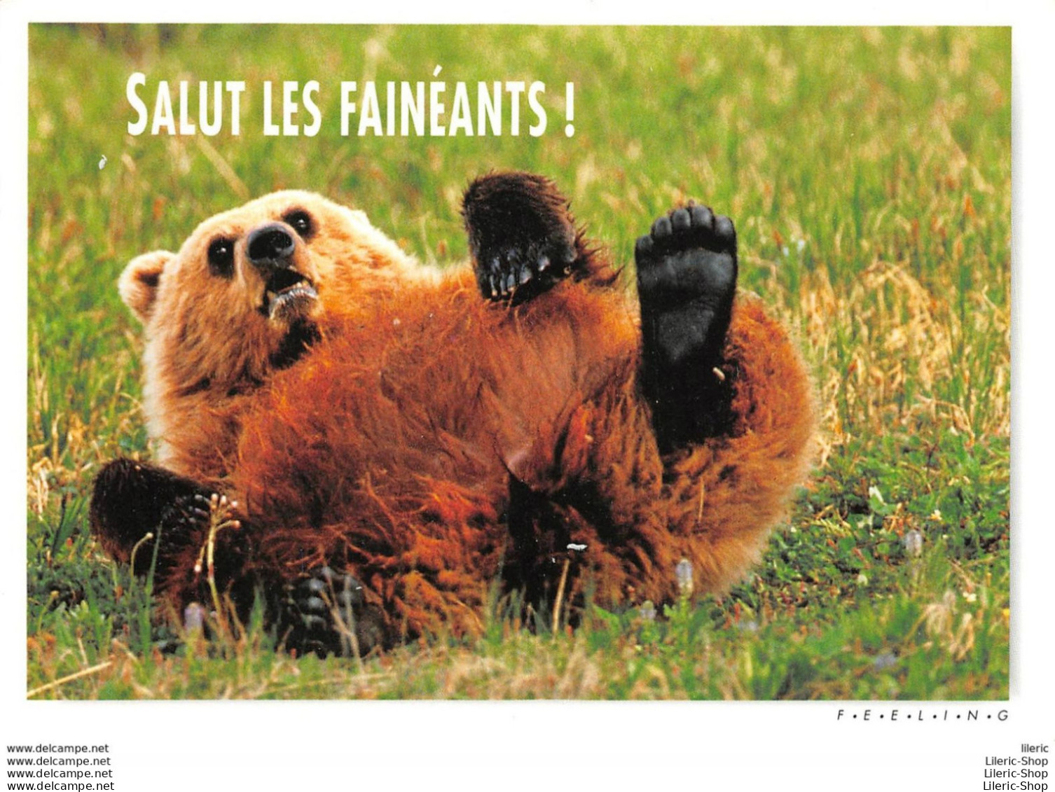 CPM HUMOUR COMIC " SALUT LES FAINÉANTS ! " # OURS # BEAR # BÄR # ORSO # OSO # PHOTO PAUL MC CORMICK - Ours