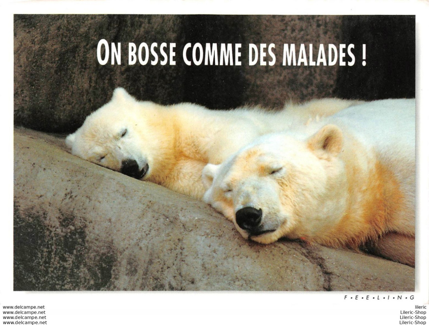 CPM HUMOUR COMIC " ON BOSSE COMME DES MALADES ! " # OURS # BEAR # BÄR # ORSO # OSO #- PHOTO ROBERT CUSHMAN HAYES - Bears