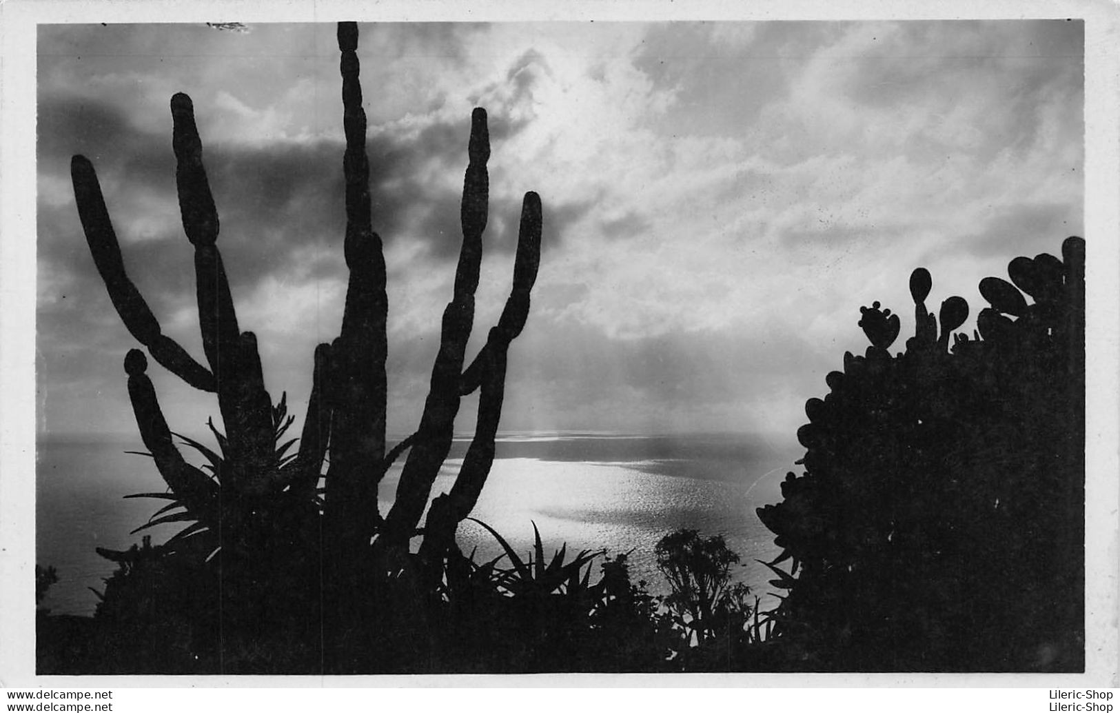 Jardin Exotique De MONACO - Effet De Lumière - CERUS Et OPUNTIA - Exotischer Garten